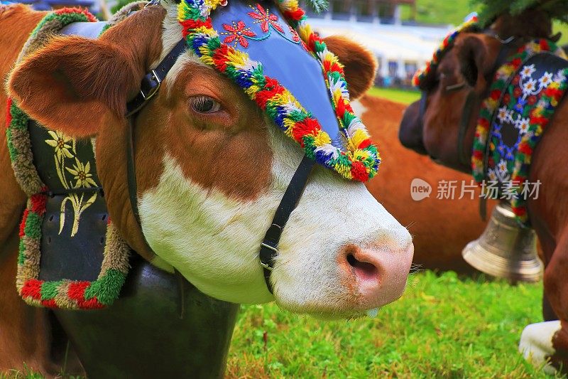 奥地利泰洛的Tux - Zillertal阿尔卑斯山脉，奶牛戴着花冠